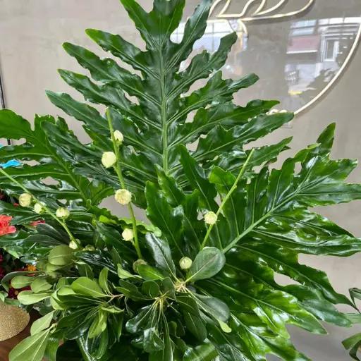 Arreglo de verde phyllis